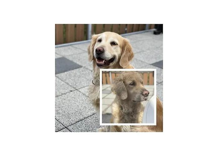 Capreolus Winterberg